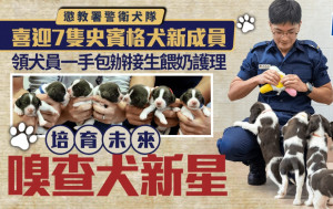 懲教署警衛犬隊｜喜迎7隻史賓格犬新成員 領犬員一手包辦接生餵奶護理 培育未來嗅查犬新星