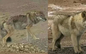 人類的錯︱可可西里「網紅狼」獲投餵變肥狼  招引逾10同類公路等食