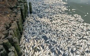 海南「8噸魚屍」塞滿河道 上萬魚一夜離奇慘死原因曝光