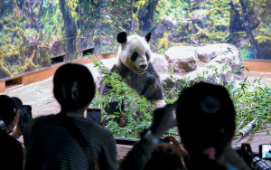 東京上野動物園排長龍 告別將返華大熊貓