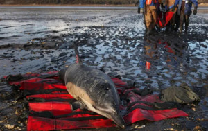 美國麻省125條海豚集體擱淺  最少10死
