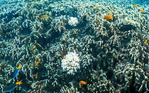 大堡礁73%珊瑚礁白化 史上最嚴重