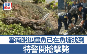 3米長巨鱷鐵籠「越獄」 雲南特警開槍擊斃