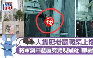 大隻肥老鼠爬渠上樓 將軍澳中產屋苑驚現鼠蹤 網民：廿幾樓都見過｜Juicy叮