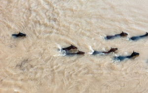 湘版動物大遷徙︱洪水圍困37匹馬  救援隊餵草按摩搏好感救出︱有片