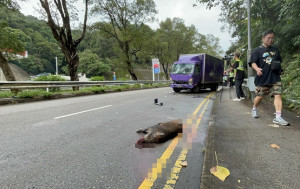 清水灣道私家車撞死野豬 消防車到場遭貨車撞尾 5消防員受傷