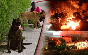 東涌工地陷火海 黑煙攻上半空 消防救出3狗