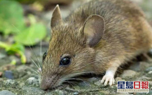 26歲仔染大鼠戊型肝炎 居天水圍無接觸齧齒動物或鼠隻