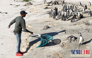 禽流感襲南非 開普敦8月以來近30隻瀕危企鵝死亡