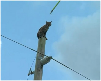 山猫爬上电线杆坐柱顶到𧆵张望。网图