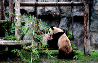 大熊貓「七七」發育良好，健康活潑。新華社