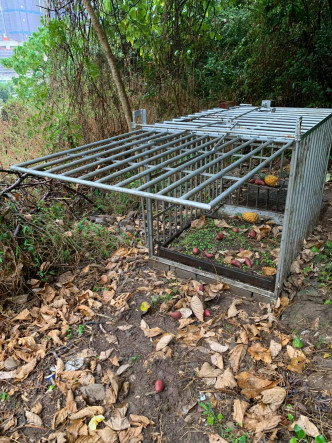 香港野猪关注组发现一个捕兽笼。关注组FB图片