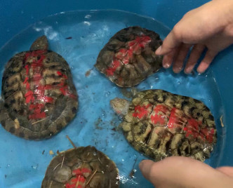 關注組早前也拯救過懷疑被放生龜龜。香港棄龜關注組FB
