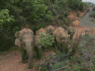15只亚洲象现已进入安全区域。