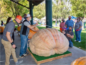 猶他州今年共種出8個重量超過455公斤（1000磅）的巨型南瓜，創下一個新紀錄。AP圖片