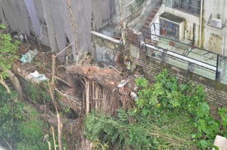 布力架街32A號的護土牆有大樹倒塌。
