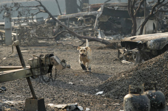 加州山火造成74死逾千人失踪。AP