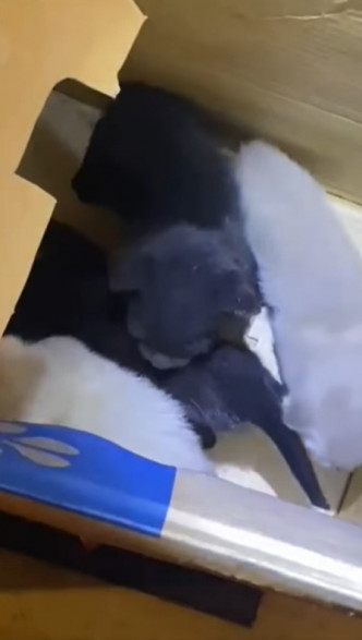 被發現的4隻幼貓分別是兩黑兩白。網上片段截圖