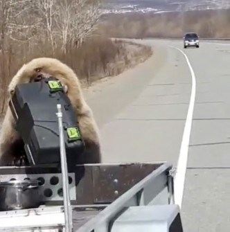 俄羅斯有棕熊搶劫獵人的午餐。網上圖片