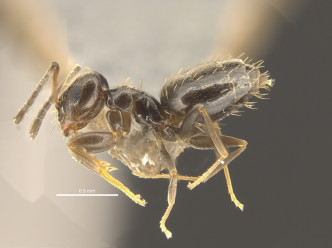 巴塔哥尼亚短蚁。