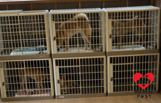 狗狗笼曡笼。香港动物报