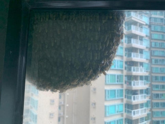 窗边现巨型蜂巢。。珀丽湾快乐群组FB图片
