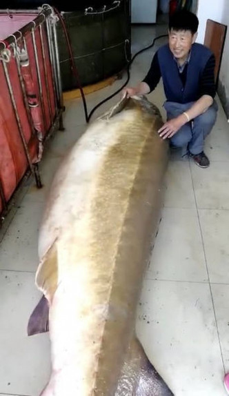大鳇鱼重达1028斤。