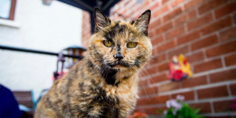 Sasha可能是世上最老猫猫。网图
