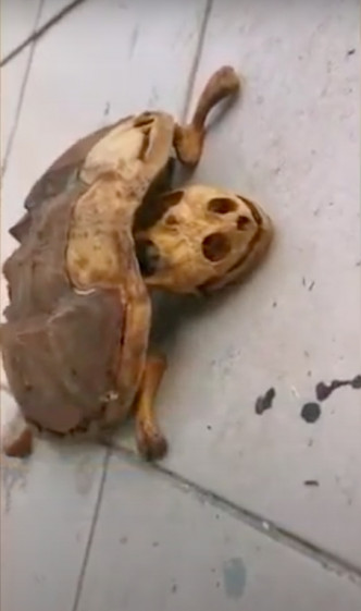 寵物龜已剩下骨架。網圖