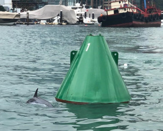 海豚不时跃出水面。读者提供