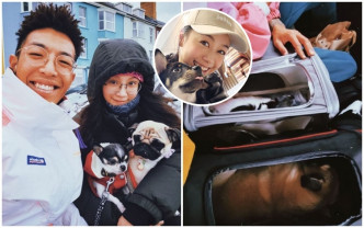 歐陽巧瑩和林師傑帶同兩隻愛犬一同移民。