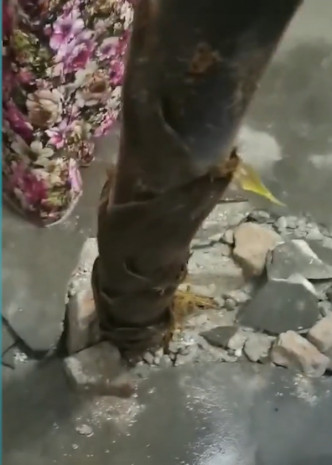 竹筍突破水泥地面而出。影片截圖