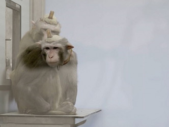 活生生猴子做實驗品。網圖