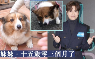 张敬轩的爱犬妹妹去年确诊上渐冻症。