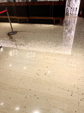 歹徒昨晚在台湾警方聚餐上投掷上千只蟑螂，令台湾社会震惊。网上图片