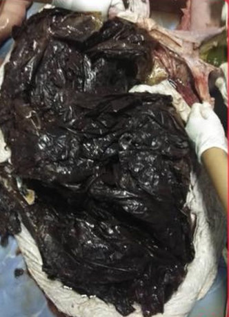 兽医剖验尸体在领航鲸体内总共找到80个胶袋。fb图片