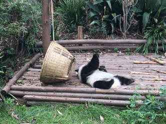 园区内现时年纪最少的熊猫