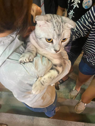 有份救援的鄭先生透露貓咪現時已由動物保護處照顧。FB群組「貓咪也瘋狂俱樂部」圖片