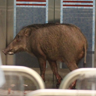 一隻疑似腳部受傷的野豬在堅尼地城港鐵站內出現。