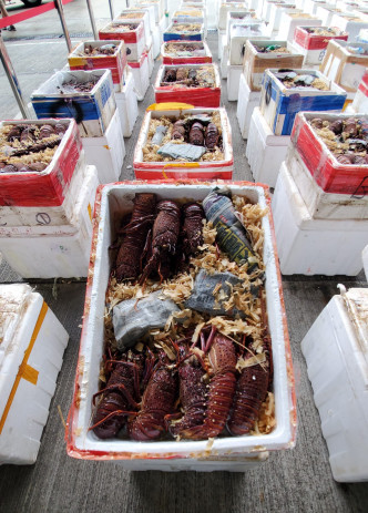 海關檢逾200噸未申報澳洲龍蝦。