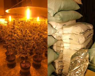 警方檢獲共1730棵懷疑大麻植物，總值約3500萬元。(警方圖片)