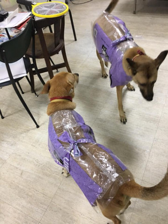 高雄有网民，用卫生纸塑胶袋为小狗特制环保雨衣。米克斯传奇fb图片
