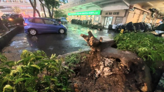荃灣有大樹倒塌擊中停泊私家車。