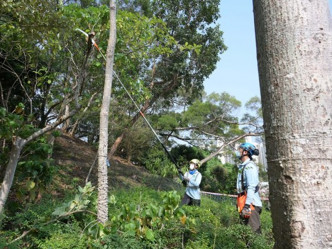見習生計劃有助樹藝和樹木管理課程畢業生接受在職培訓，為日後成為合資格樹藝師及攀樹員鋪路。政府新聞網