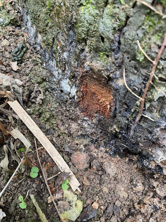 褐根病可破壞樹木根部、腐蝕樹身，造成安全風險。為阻止病菌蔓延，能快速檢測並處理受感染的樹木至為重要。