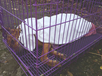 流浪狗懷疑被人打死。拯救遺棄寵物中心圖片