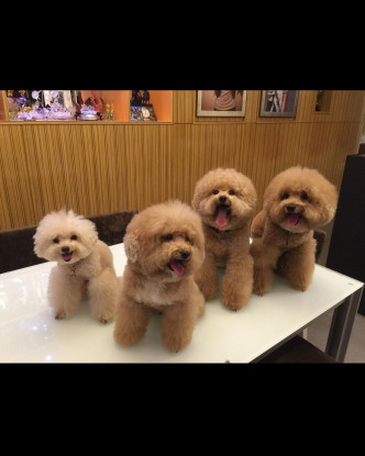 蔡卓妍爱犬照片。