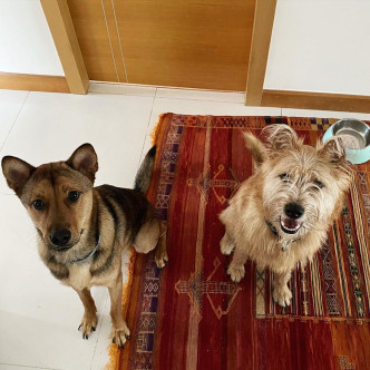 王曼喜同女友领养咗两只狗狗，支持领养非常好。
