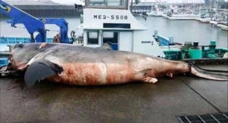 日本外海一條大白鯊被海龜鯁死