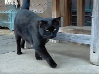 日本网民神社参拜遇黑猫。网上图片
